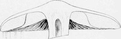 Agaricini