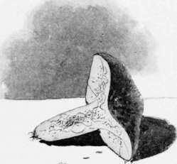 An Infested Specimen