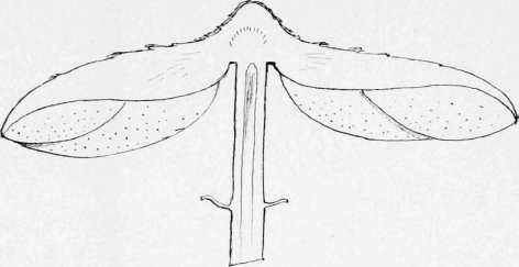 Description 29