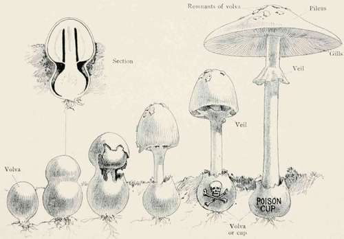 Plate III. Development Of Amanita Vernus