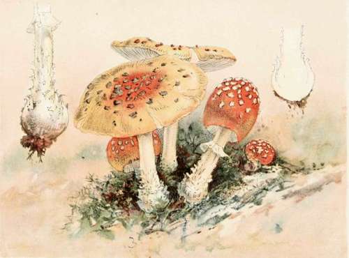 Plate IV. Amanita Muscaria.(poisonous.)