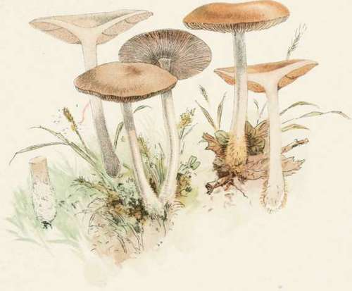 Plate IX. Poisonous Champignons. Marasmius Peronatus. Marasmius Urens.
