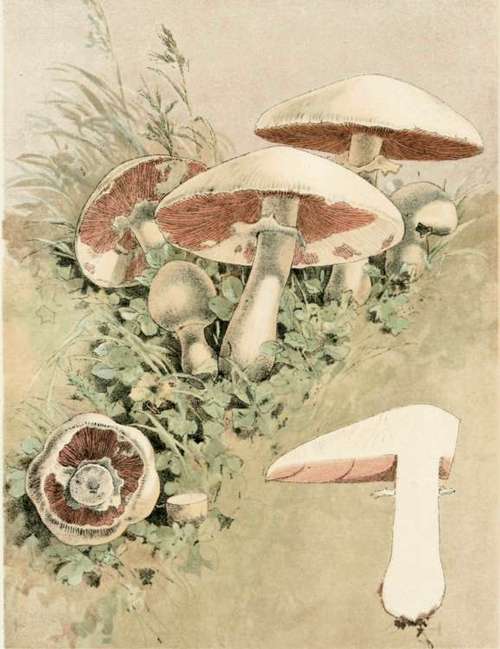 Plate V. Agaricus Campestris