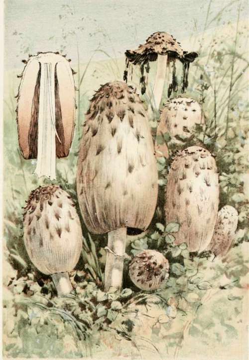 Plate XVI. COPRINUS COMATUS