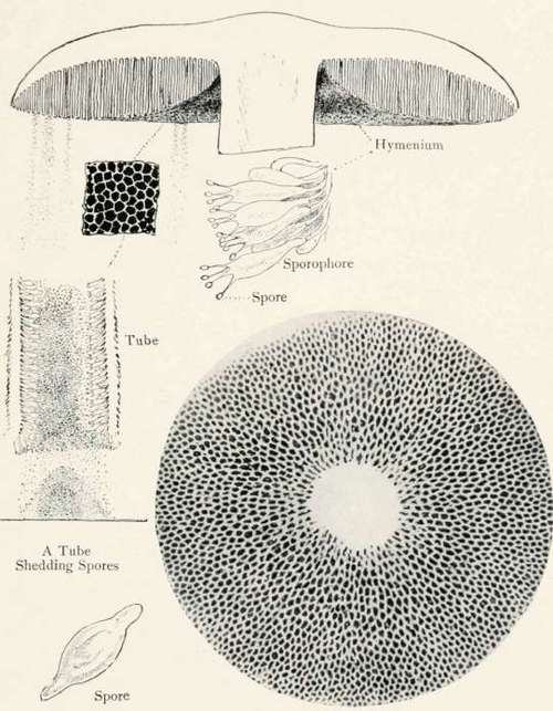 Plate XXXVI. SPORE SURFACE OF POLYPORUS {BOLETUS)