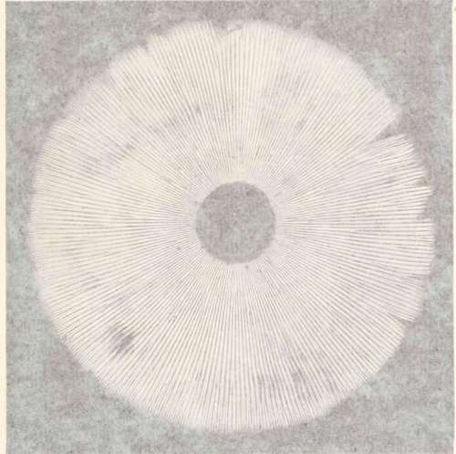 Plate XXXVII. SPORE PRINTS OF AMANITA MUSCARIUS
