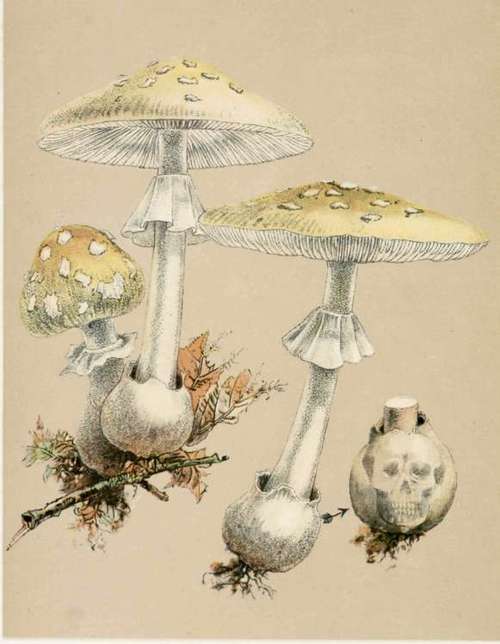 The Deadly Amanita.