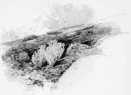 The White Coral Fungus