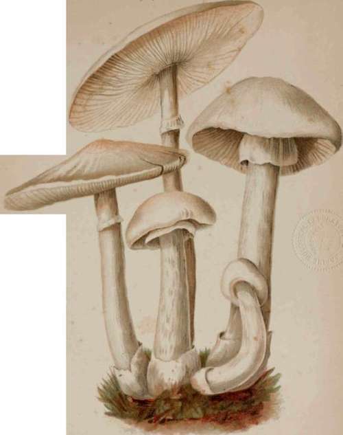 Agaricus (Amanita) Vernus, Or Poisonous White Mushroom