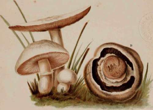 Agaricus Campestris Et Arvensis, Or Mushroom Proper
