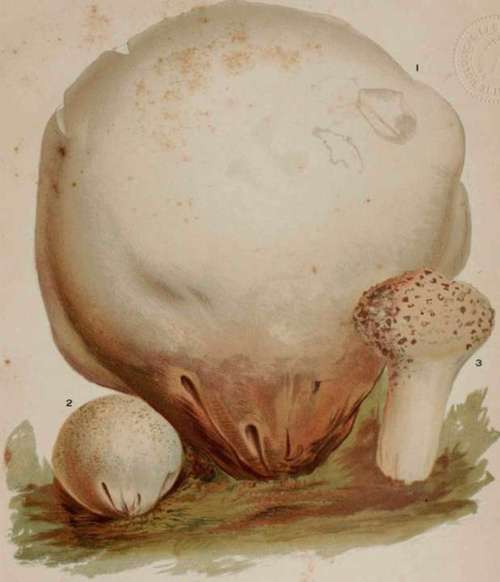Lycoperdaceae, Or Puff Balls