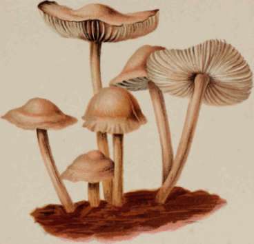 Marasmius Oreades, Or Fairy Ring Champignon