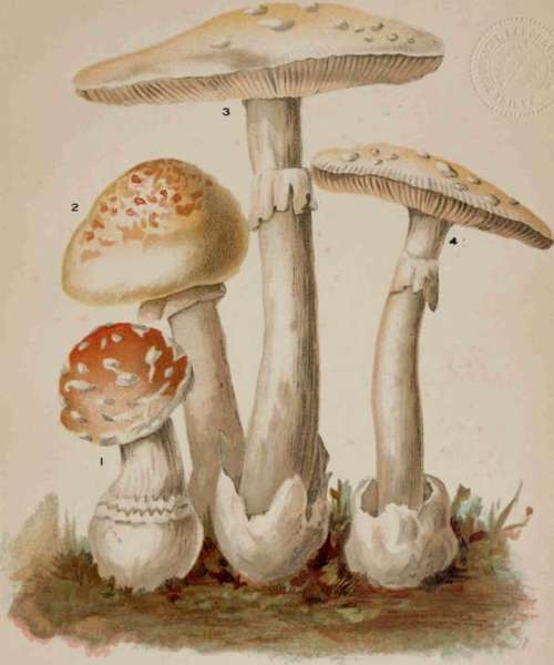 Poisonous Mushrooms Of The Genus Amanita