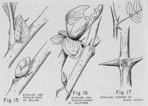 CONTINUOUS PITH