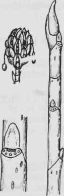 Fig. 102. Magnolia virginiana