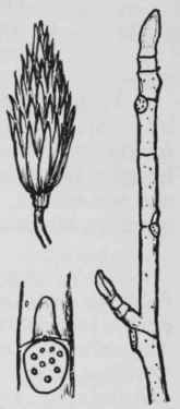Fig. 106. Liriodendron tulipifera