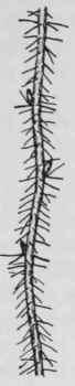 Fig. 117. Ribes lacustre