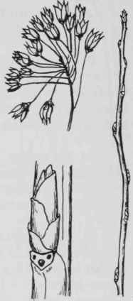 Fig. 124. Physocarpus opulifolius