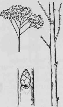 Fig. 128. Spiraea japonica