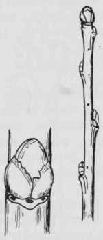 Fig. 132. Pyrus malus