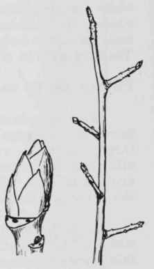 Fig. 133. Pyrus coronaria