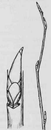Fig. 139. Amelanchier arborea