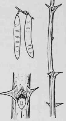 Fig. 172. Robinia pseudo acacia