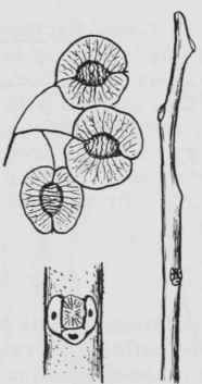 Fig. 174. Ptelea trifoliata