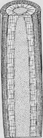 Fig. 18 DIAPHRAGMED PITH