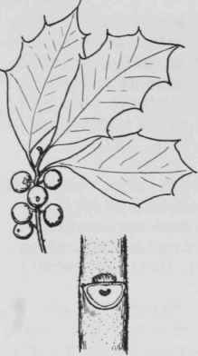 Fig, 182. Ilex opaca