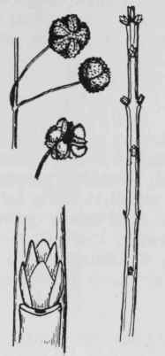 Fig. 189. Euonymus americanus