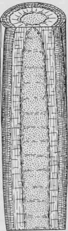 Fig. 19 CHAMBERED PITH