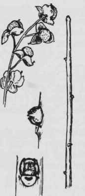 Fig. 192. Celastrus scandens