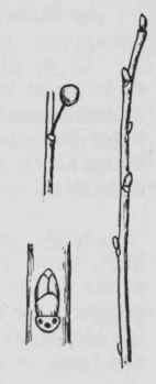 Fig. 205. Rhamnus alnifolia
