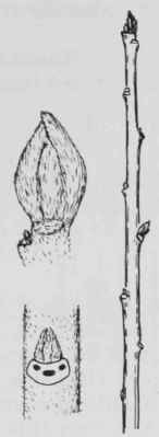 Fig. 207. Rhamnus caroliniana