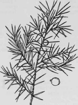 Fig. 21. Juniperus communis