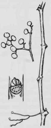 Fig. 210. Parthenocissus quinquefolia