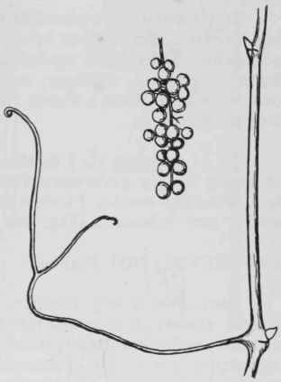 Fig. 213. Vitis aestivalis