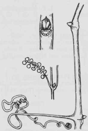 Fig. 214. Vitis argentifolia