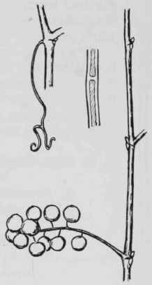 Fig. 217. Vitis rupestris