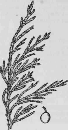 Fig. 22. Juniperus horizontalis