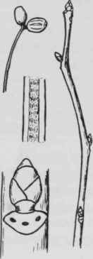 Fig. 227. Nyssa sylvatica