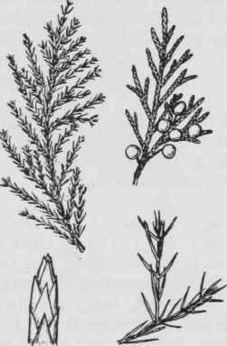 Fig. 23. Juniperus virginiana