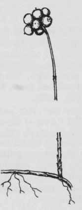 Fig. 231. Cornus canadensis