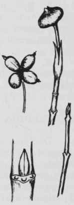Fig. 232. Cornus florida