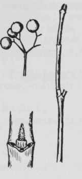 Fig. 233. Cornus stolonifera