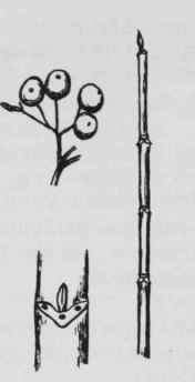 Fig. 234. Cornus rugosa