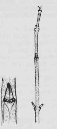 Fig. 236. Cornus obliqua
