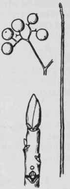 Fig. 238. Cornus alrernifolia