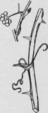 Fig. 24. Smilax rotundifolia